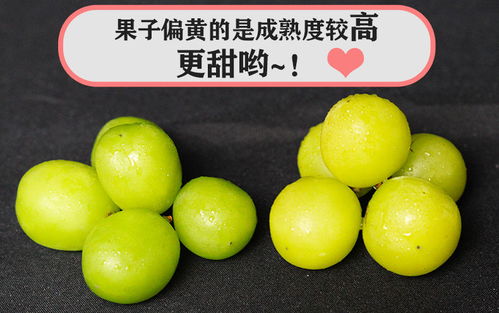 云南阳光玫瑰葡萄新鲜水果应季香印青提子孕妇水果